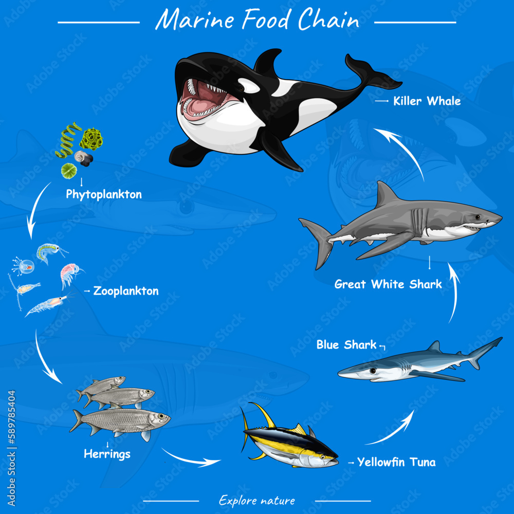 Marine food chain Vector illustration of food chain in ocean Stock Biology Diagrams