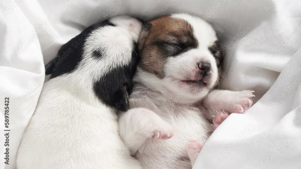 Newborn Puppy Sleeping on knitted plaid Newborn Puppy Sleeping on knitted plaid