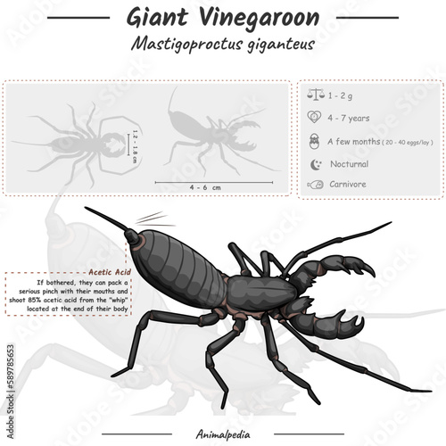 Infographic of a Giant whip scorpion