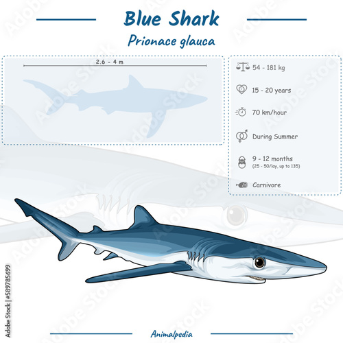 Blue Shark infographic