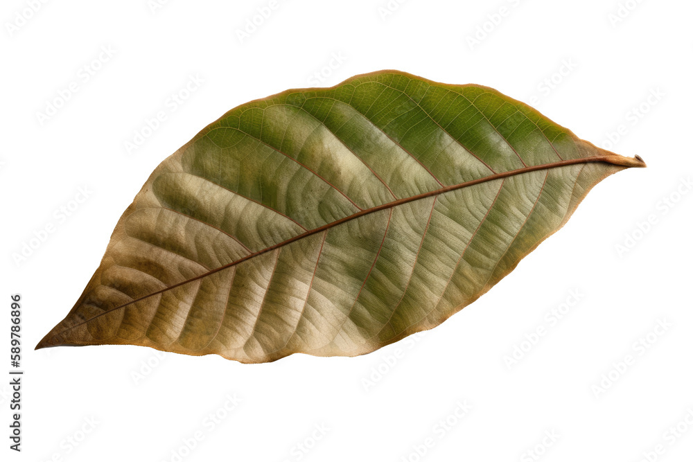 Hickory Leaf On White Background. Isolated Transparent, Png. Generative AI Hickory Leaf On White Background. Isolated Transparent, Png. Generative AI