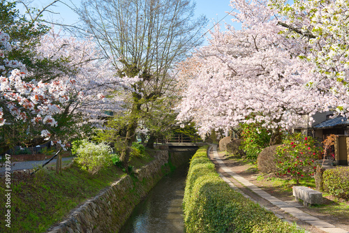 Cherry Blossoms along the Philosopher's Path
