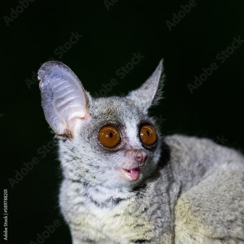 the lesser bushbaby or galago photo