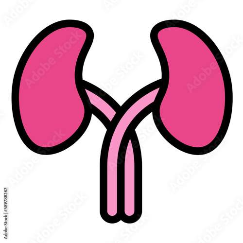kidneys