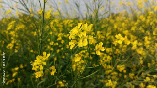 Mustard field during wind © Sanjay