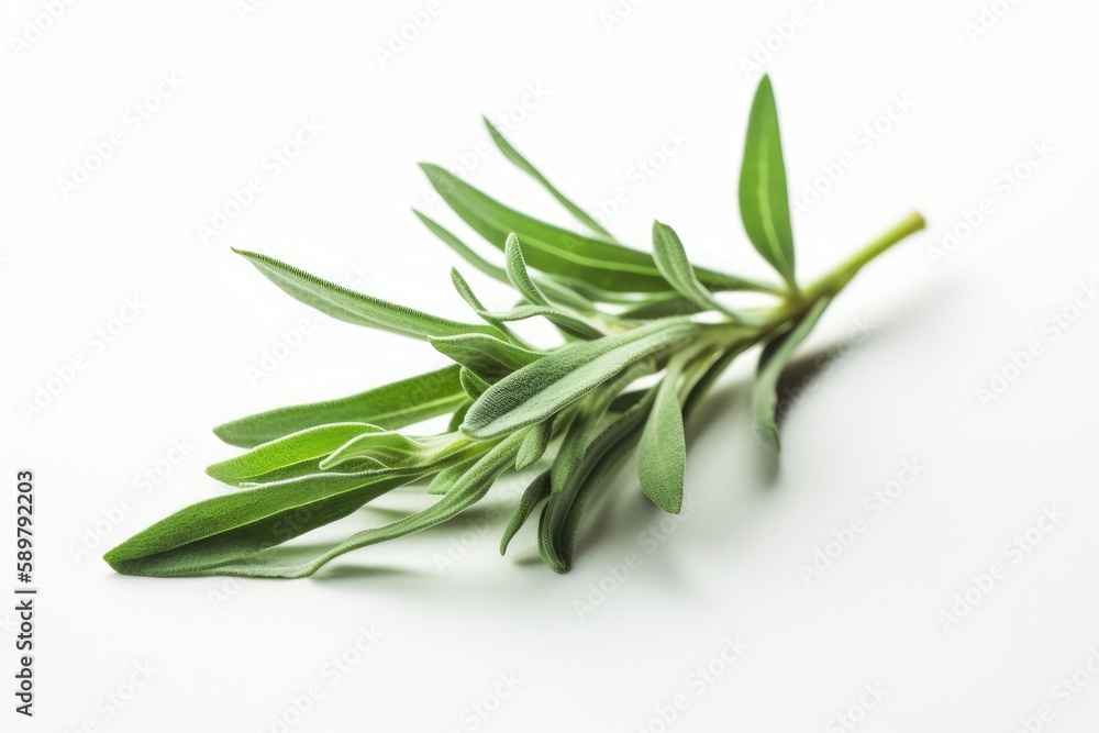 Tarragon Leaf On White Background. Generative AI Tarragon Leaf On White Background. Generative AI