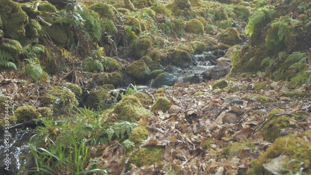 Stream in full flow through lush woodland vegetation Stream in full flow through lush woodland vegetation