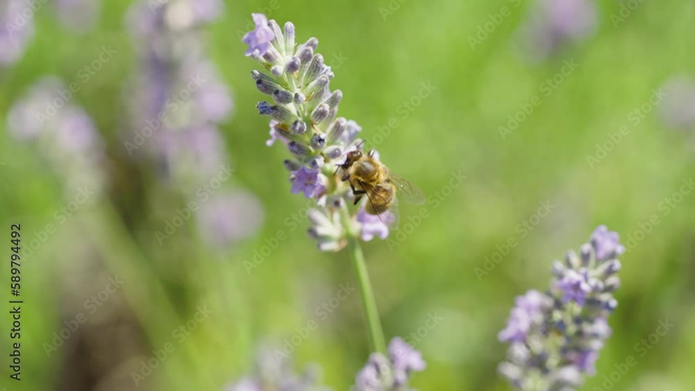 a bee crawls along a purple lavender flower a bee crawls along a purple lavender flower