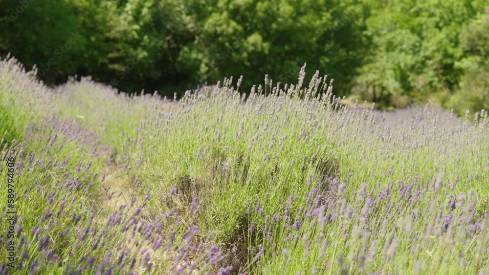 A wild lavender field with purple flowers and a variety of insects that feel at home in it A wild lavender field with purple flowers and a variety of insects that feel at home in it