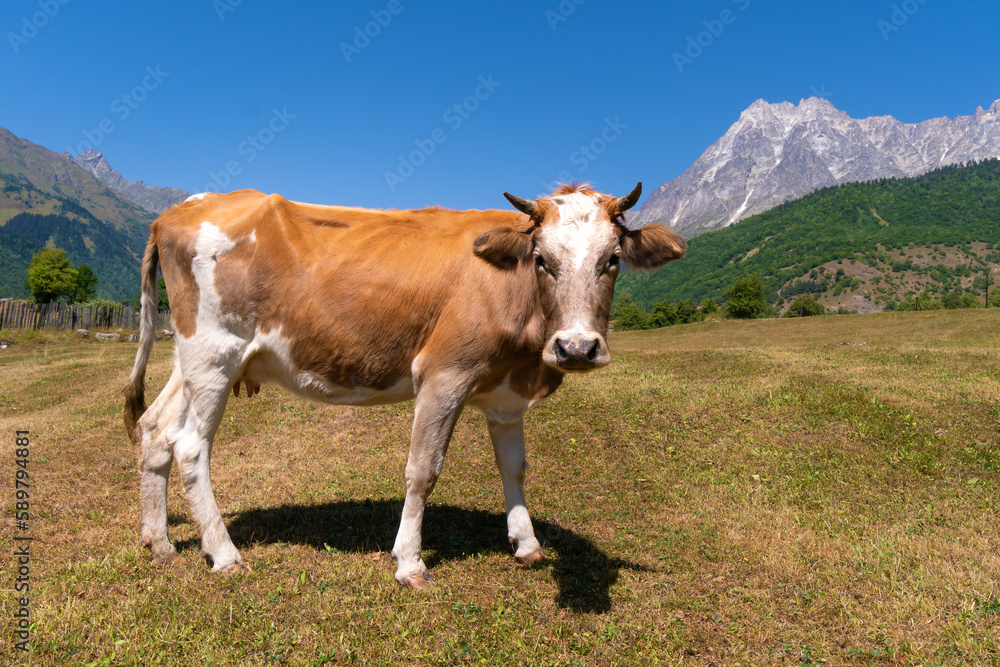 Close-up of a beautiful white-red cow grazing in a meadow against the background of mountains on a sunny day and looking into the camera Close-up of a beautiful white-red cow grazing in a meadow against the background of mountains on a sunny day and looking into the camera