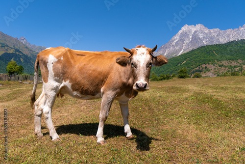 Close-up of a beautiful white-red cow grazing in a meadow against the background of mountains on a sunny day and looking into the camera