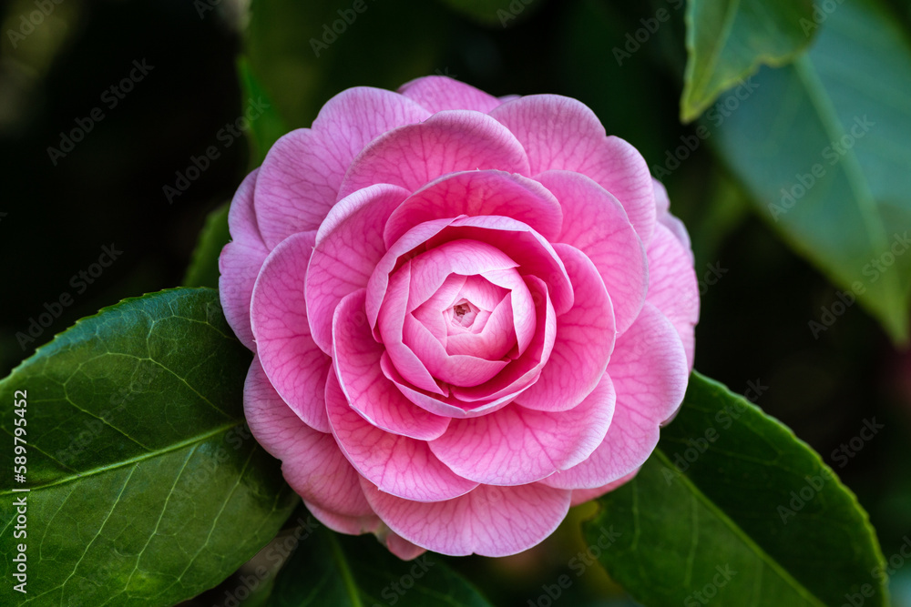 Otometsubaki camellia flowers viewed from the front. Otometsubaki camellia flowers viewed from the front.