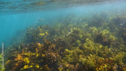 Wallpaper Mural Seaweed with sunlight rays underwater. Torontodigital.ca