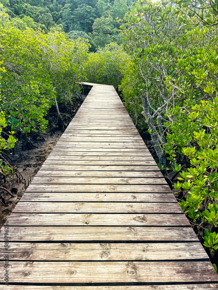 Wooden bridge on the mangrove at port launay, Mahe Seychelles