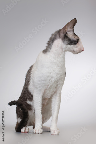 Adult male of cornish rex breed cat posing on background
