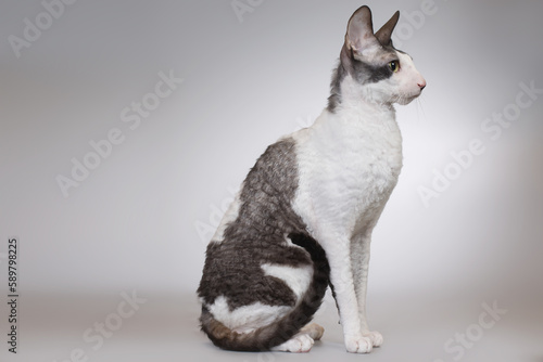 Adult male of cornish rex breed cat posing on background