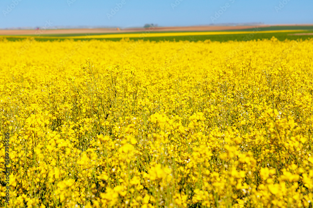 Champ de colza en floraison au printemps dans des plaines céréalières Champ de colza en floraison au printemps dans des plaines céréalières