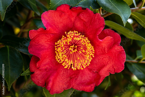 Close up of Camellia flower ‘Kumagai’ in the garden. photo