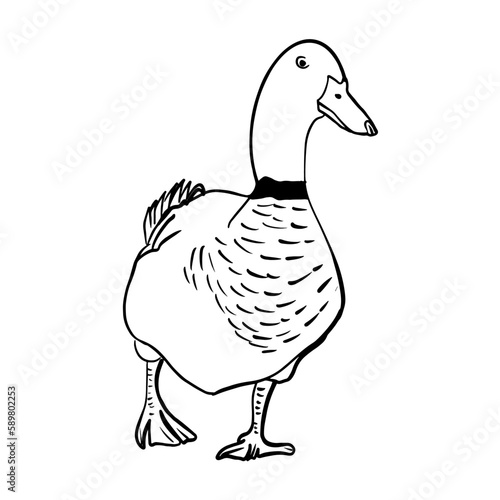 Vector sketch hand drawn duck silhouette,line art