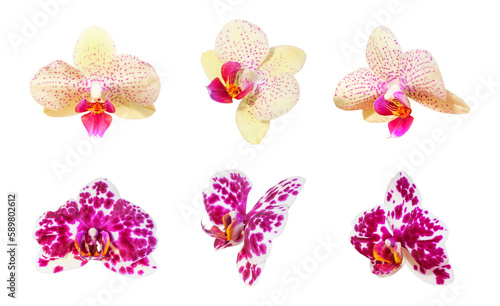 Beautiful Phalaenopsis orchid flowers isolated on white background. With clipping path. Tropical flower. Collection of orchid flowers. Element for your design, mockup. Beauty and spa flower 