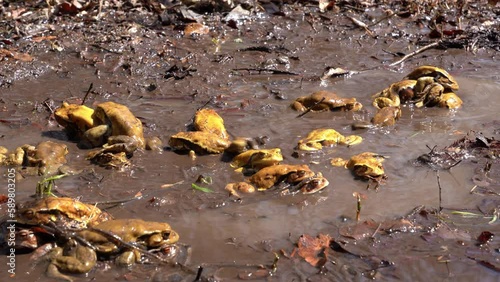 Japanese common toads breeding in a shallow puddle of water during the mating season photo