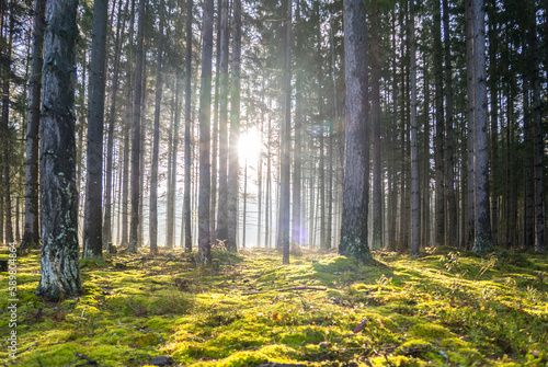 Sun rays in the forest
