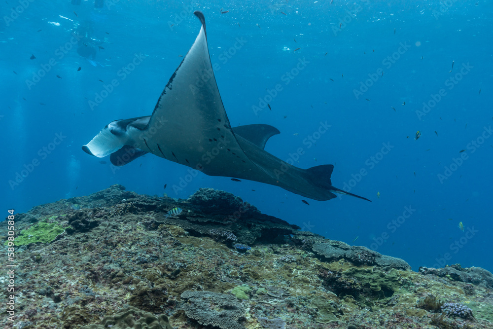 Fototapeta premium Manta ray