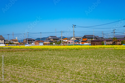 菜の花畑