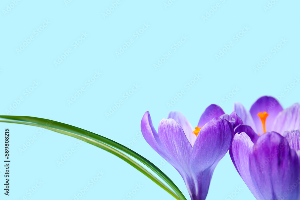 Beautiful Saffron flowers on blue background Beautiful Saffron flowers on blue background