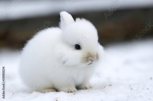 white rabbit in the snow,rabbit in snow,white rabbit