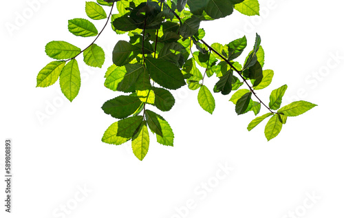 Green leaves, sunlight, reflection isolated on transparent background. Creative tropical green leaves layout. Nature spring concept and Summer. png file.
