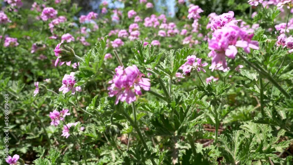 Super close up video pink flower in garden. Spring season. Video 4K Super close up video pink flower in garden. Spring season. Video 4K