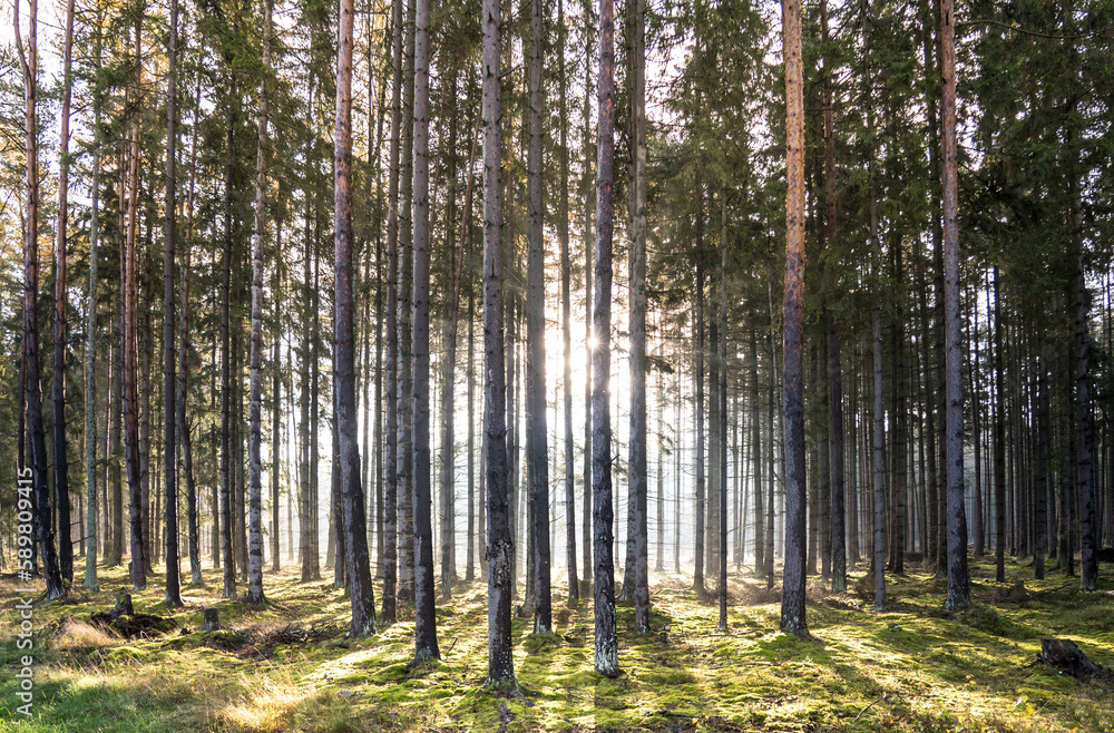 Sun rays in the forest