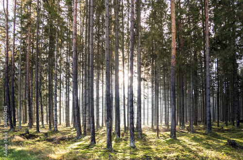 Obraz na płótnie Sun rays in the forest w salonie