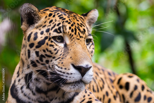 Fototapeta Naklejka Na Ścianę i Meble -  Jaguar close up portrait 