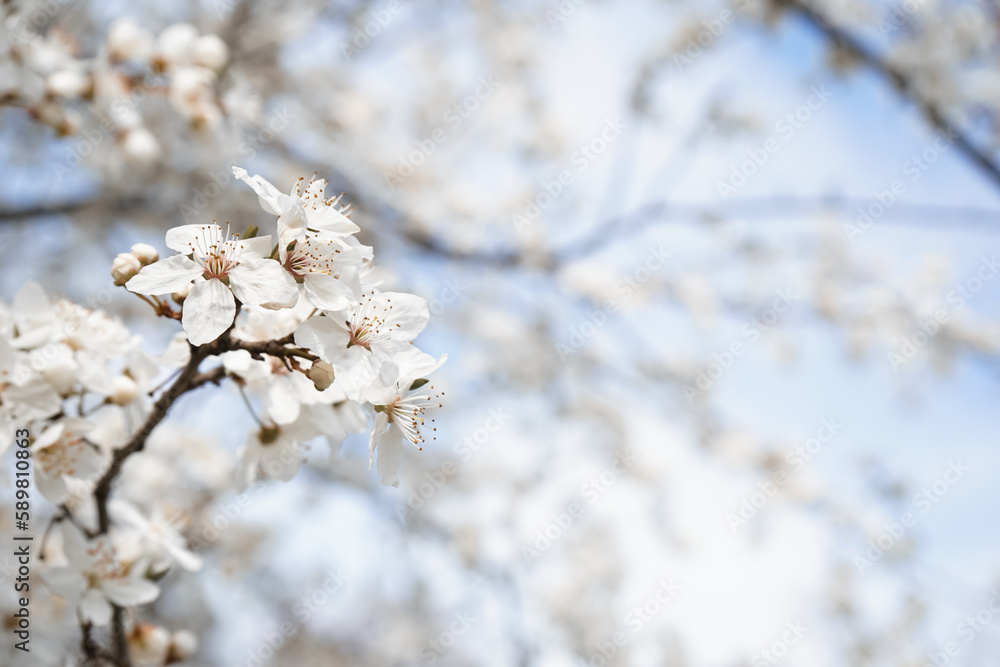 Beautiful blossoming branch outdoors, closeup Beautiful blossoming branch outdoors, closeup
