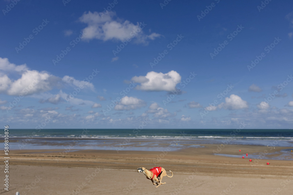 Image of a Whippet dog running on a beach with blue sky in background