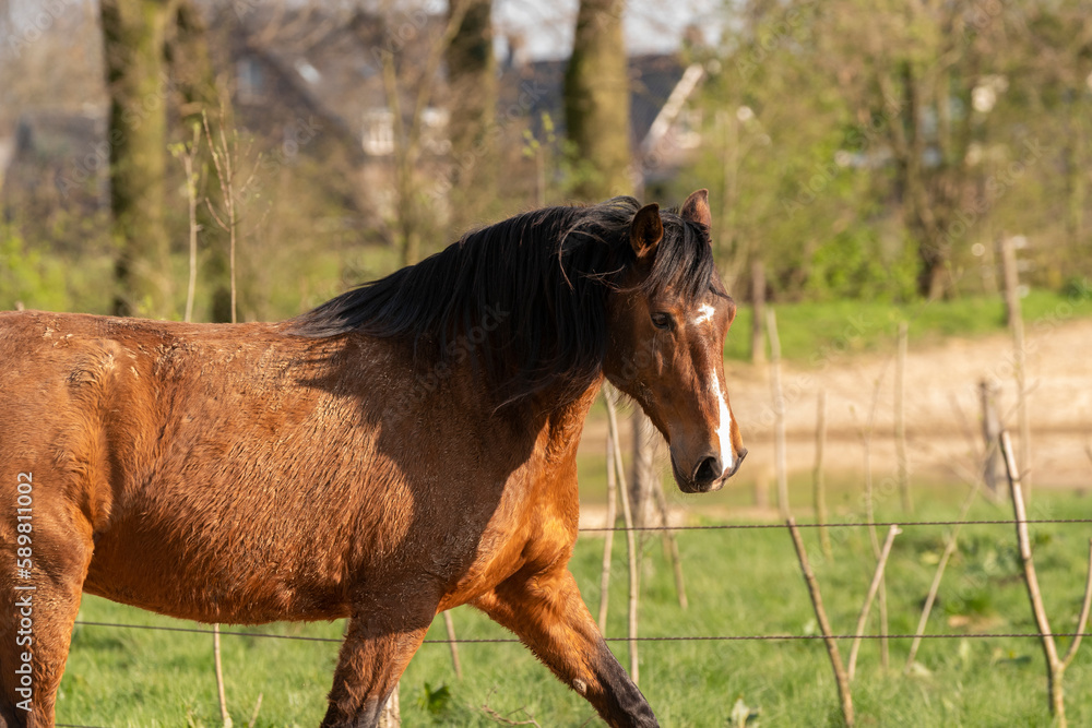 Obraz premium Beautiful brown Lusitano mare in Paddock paradise