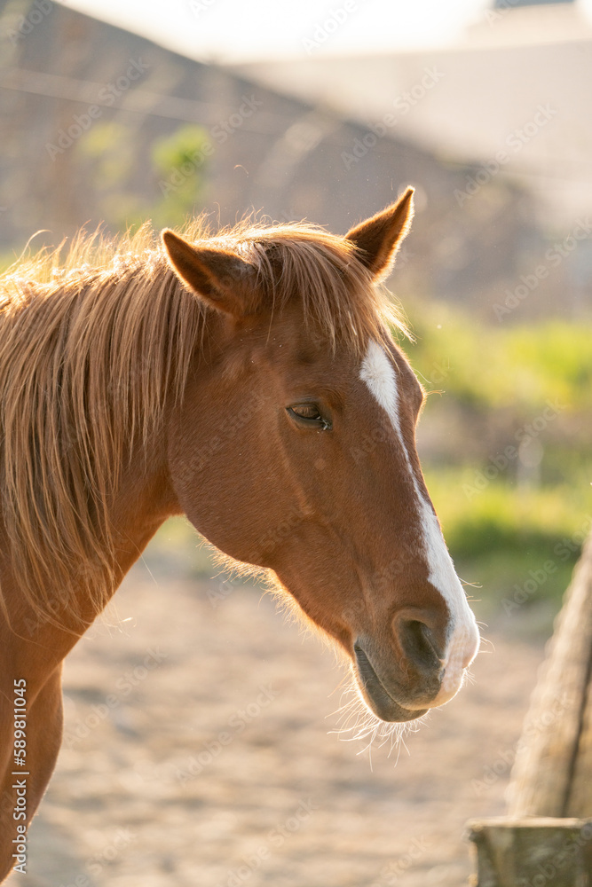 Obraz premium Beautiful chestnut horse with beautiful soft light 