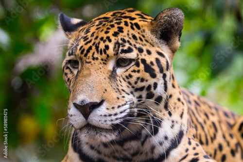 Beautiful Jaguar close up portrait 