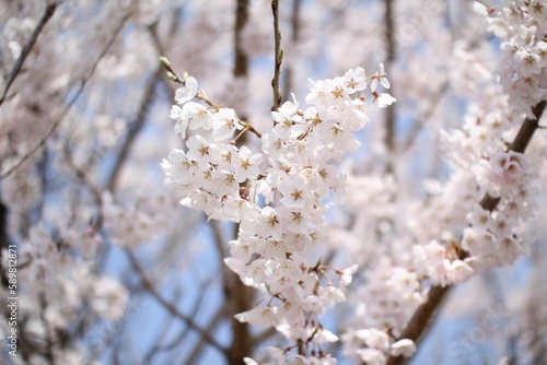 桜 © 悠 関口