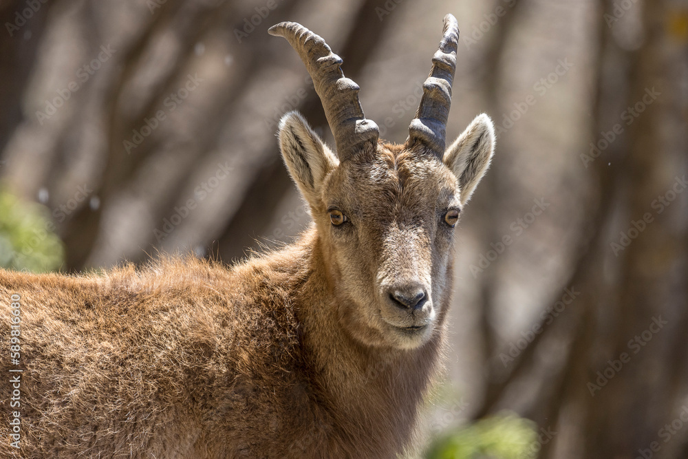 Portrait of an Alpine ibex in the Vercors, France