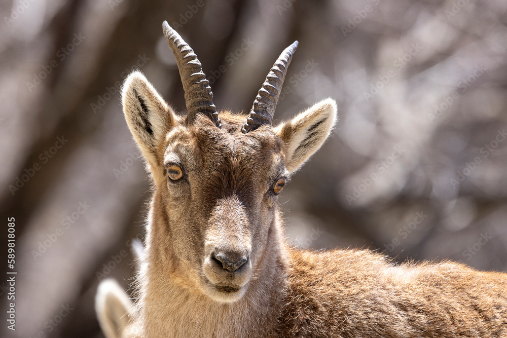 Portrait of an Alpine ibex in the Vercors, France