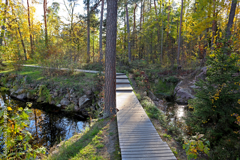 Fototapeta premium Wooden footpath in the Monrepos natural park near Vyborg, Russia. Walking sidewalk made of wooden planks and bright autumn landscapes of the unique northern nature.