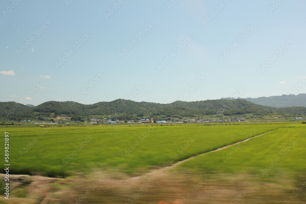 Green rice field with motion