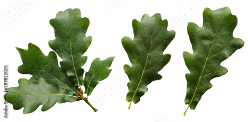 Green oak leaves isolated on transparent background without shadow png photo