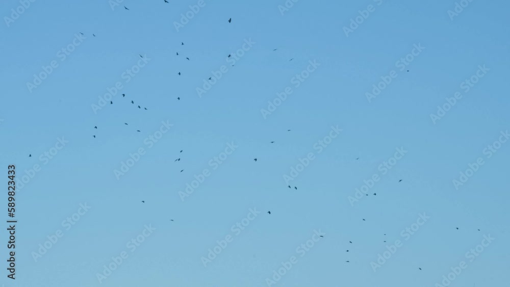 large flock of birds in a spring UK sky 