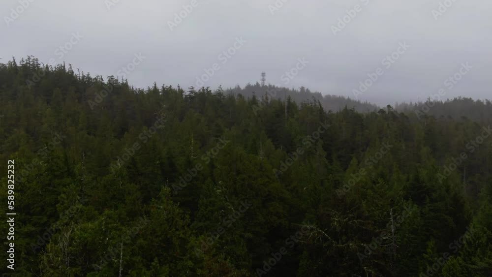 Drone view of trees in a forest of Tofino Vancouver Island in British Columbia Drone view of trees in a forest of Tofino Vancouver Island in British Columbia