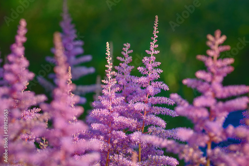 Astilbe flower, family Saxifragaceae. Astilbe with fluffy pink flowers. Blossom of astilbe, natural background. photo