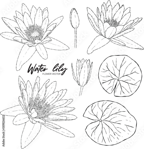 water lily hand drawn elements vector image